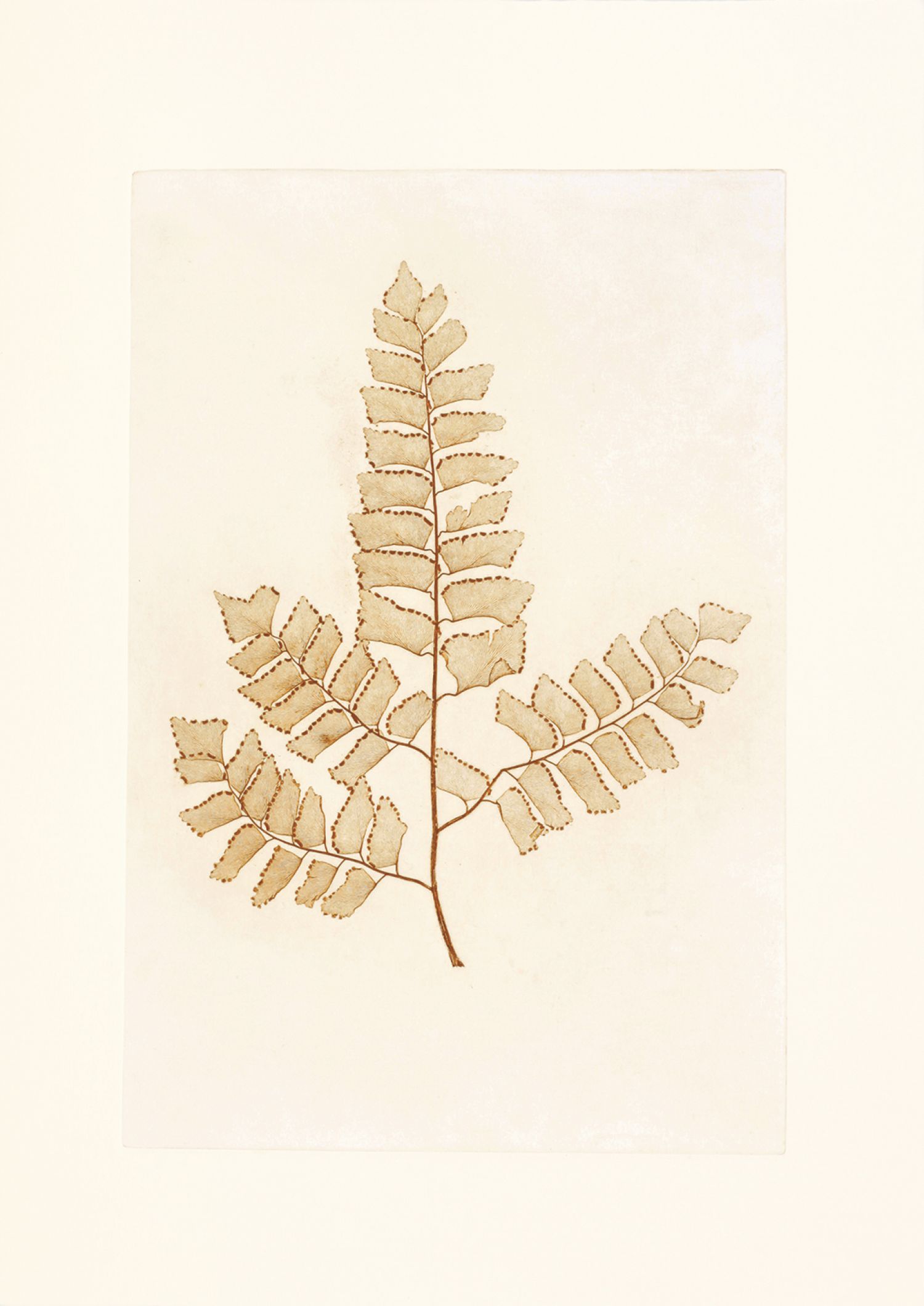 Família Feto («Pteridaceae»), «Adiantum trapeziforme» (feto de diamante), 2017. Impressão natural, 60 x 43,5 cm