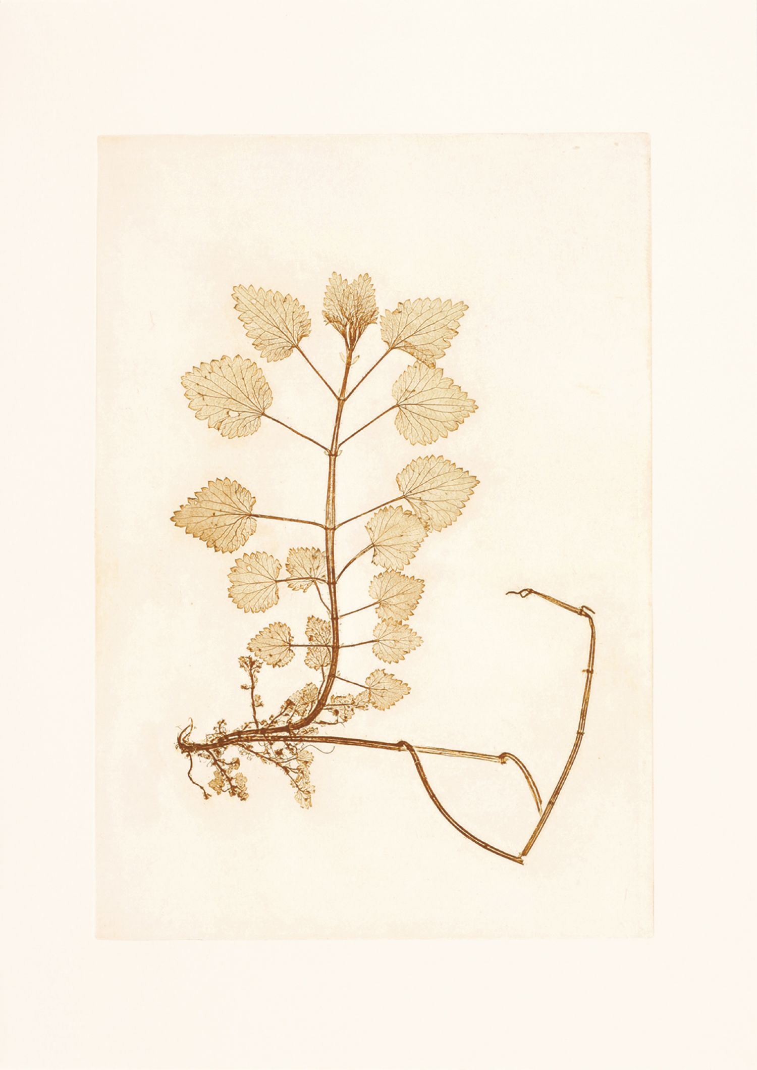 Família Urtiga («Urticaceae»), «Urtica dioica» (urtiga), 2017. Impressão natural, 60 x 43,5 cm