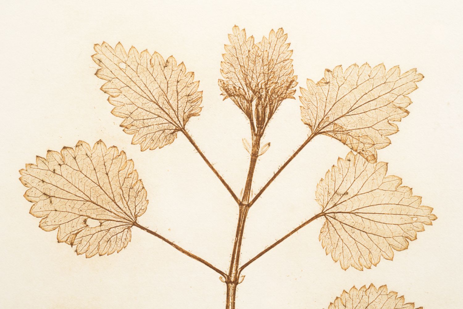 Família Urtiga («Urticaceae»), «Urtica dioica» (urtiga), 2017. Impressão natural, 60 x 43,5 cm (detalhe)