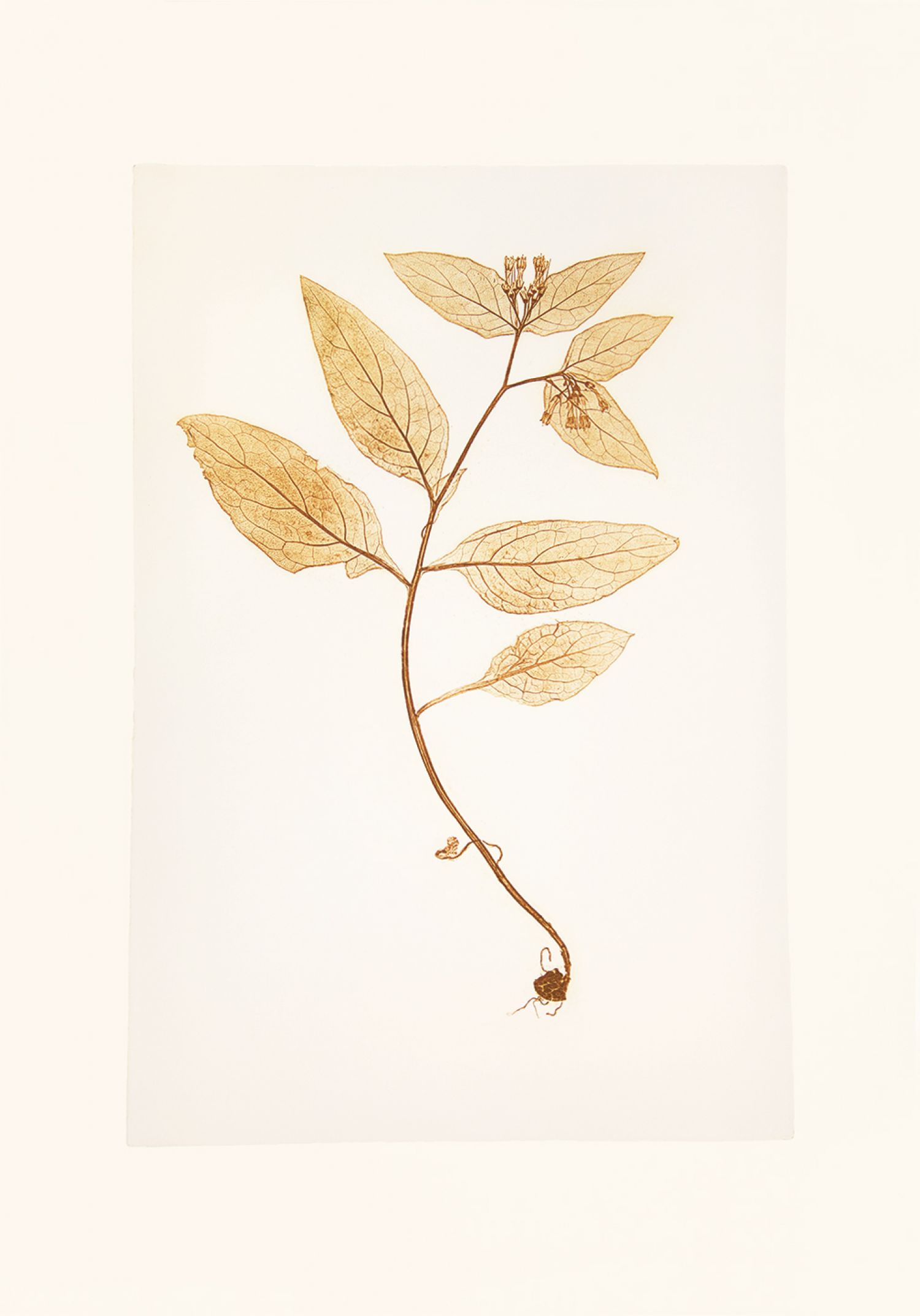 Família Borracha («Boraginaceae»), «Symphytum tuberosum» (consolida tuberosa), 2017. Impressão natural, 60 x 43,5 cm