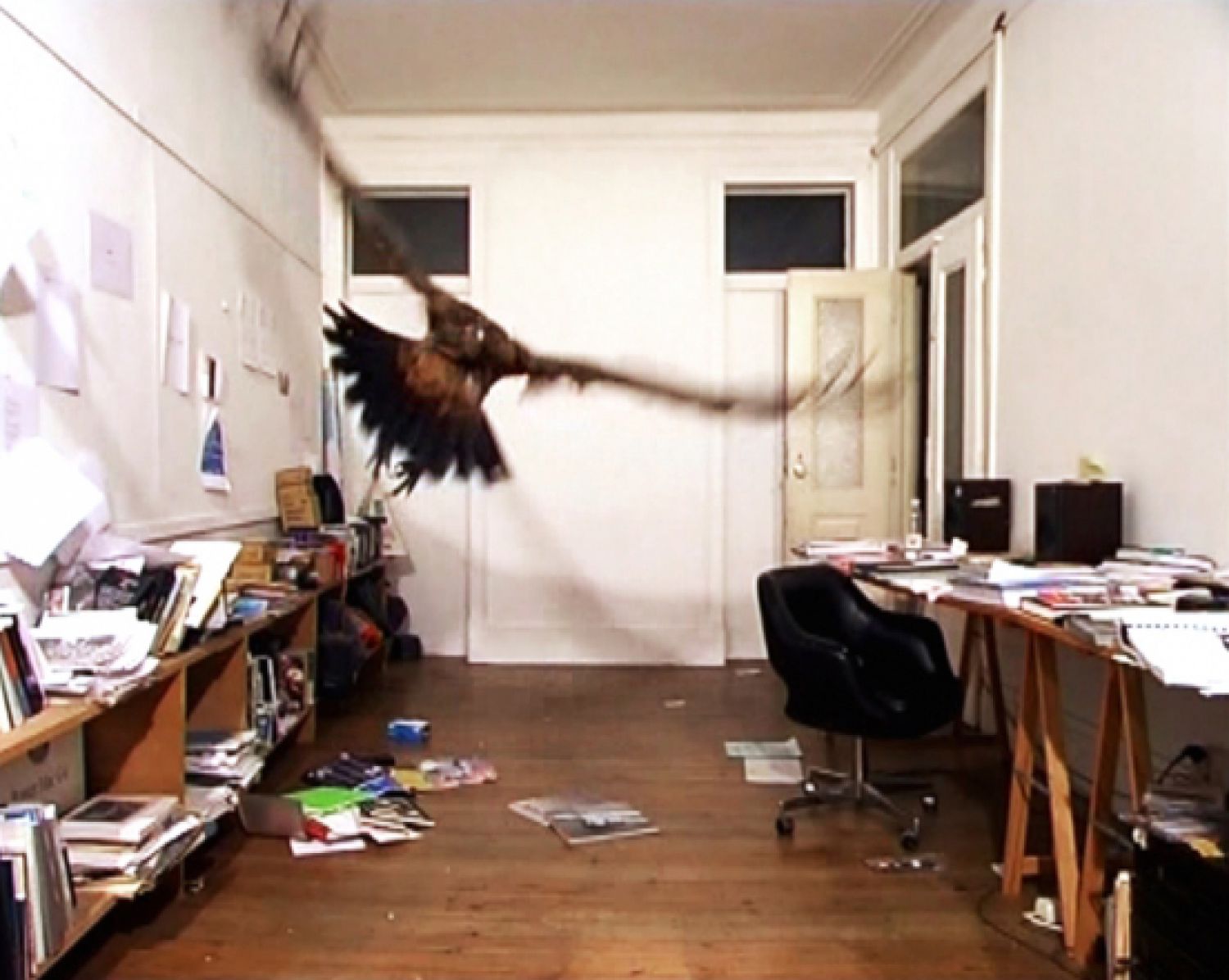 João Onofre, «Untitled (Vulture in the studio)», 2002