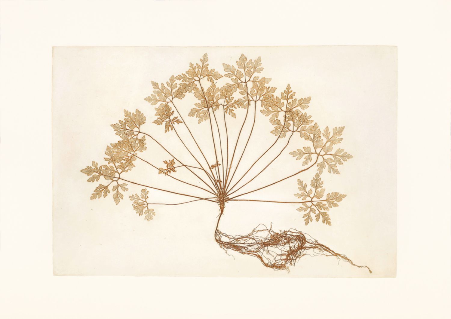 Família Geranium («Geraniaceae»), «Geranium Robertianum» (herb Robert), 2017. Impressão natural, 60 x 43,5 cm