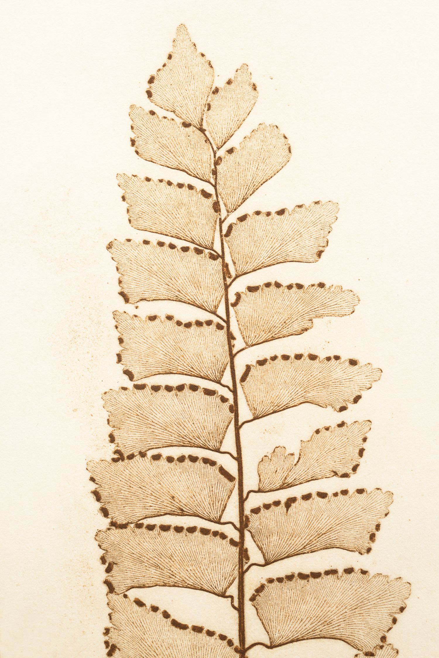 Família Feto («Pteridaceae»), «Adiantum trapeziforme» (feto de diamante), 2017. Impressão natural, 60 x 43,5 cm (detalhe)