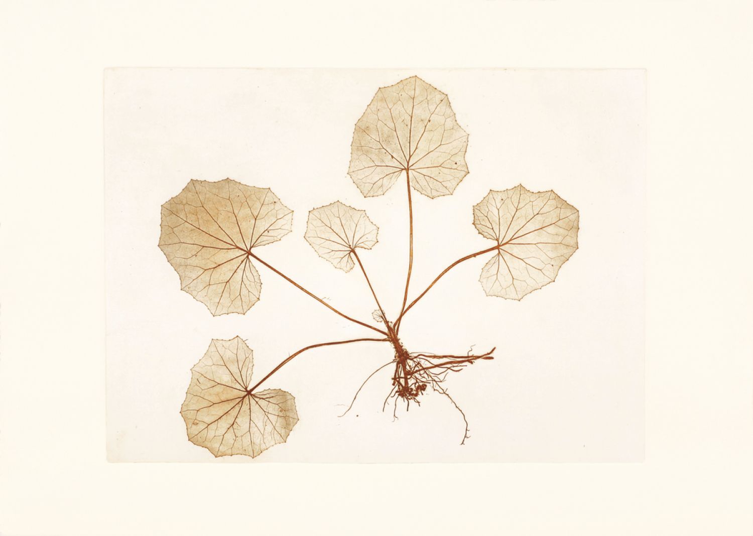 Família Margarida («Asteraceae»), «Petasites sp.» (butterbur/petasida), 2017. Impressão natural, 60 x 43,5 cm
