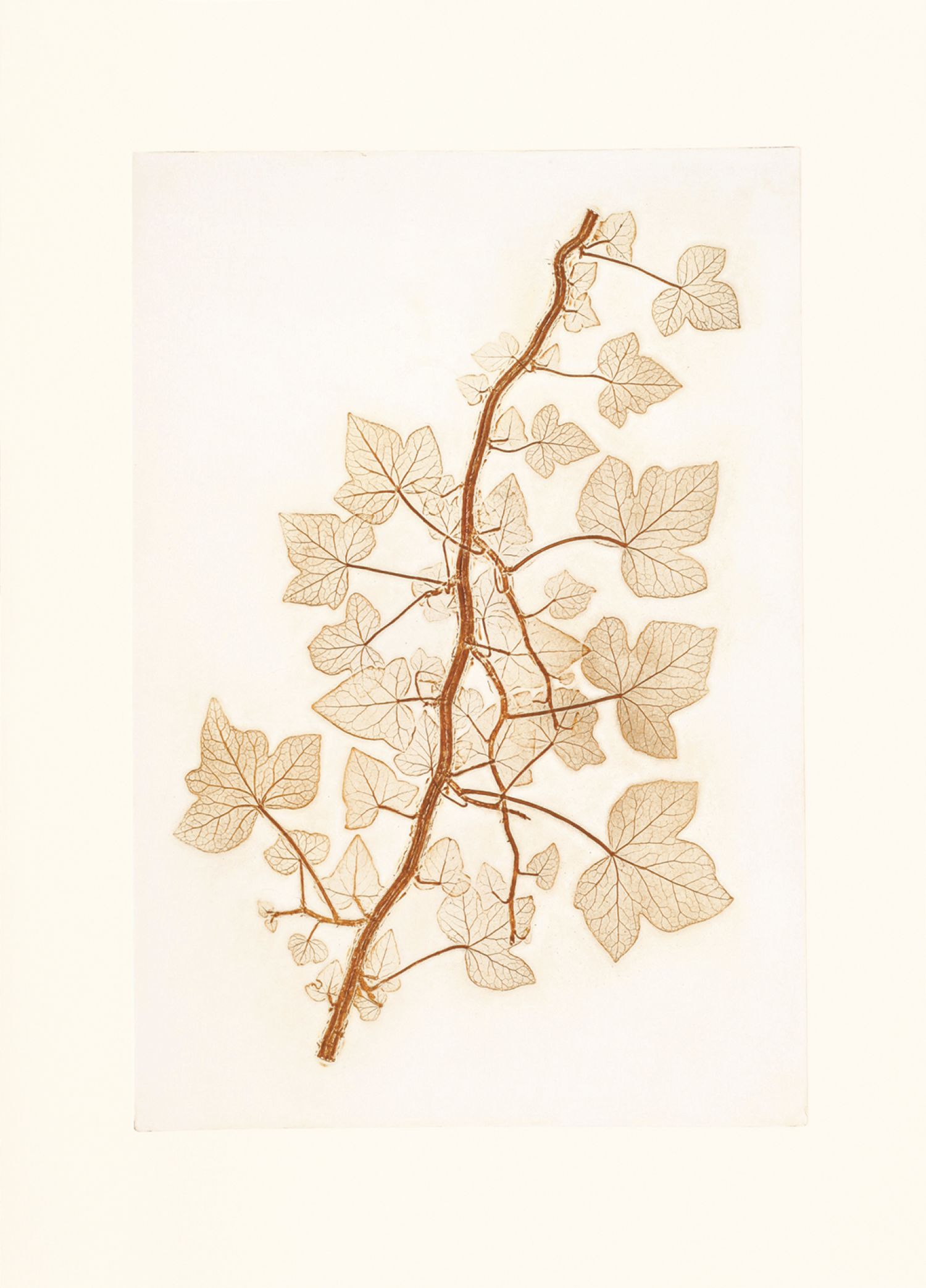 Família de Aralia («Araliaceae»), «Hedera hélice» (hera), 2017. Impressão natural, 60 x 43,5 cm