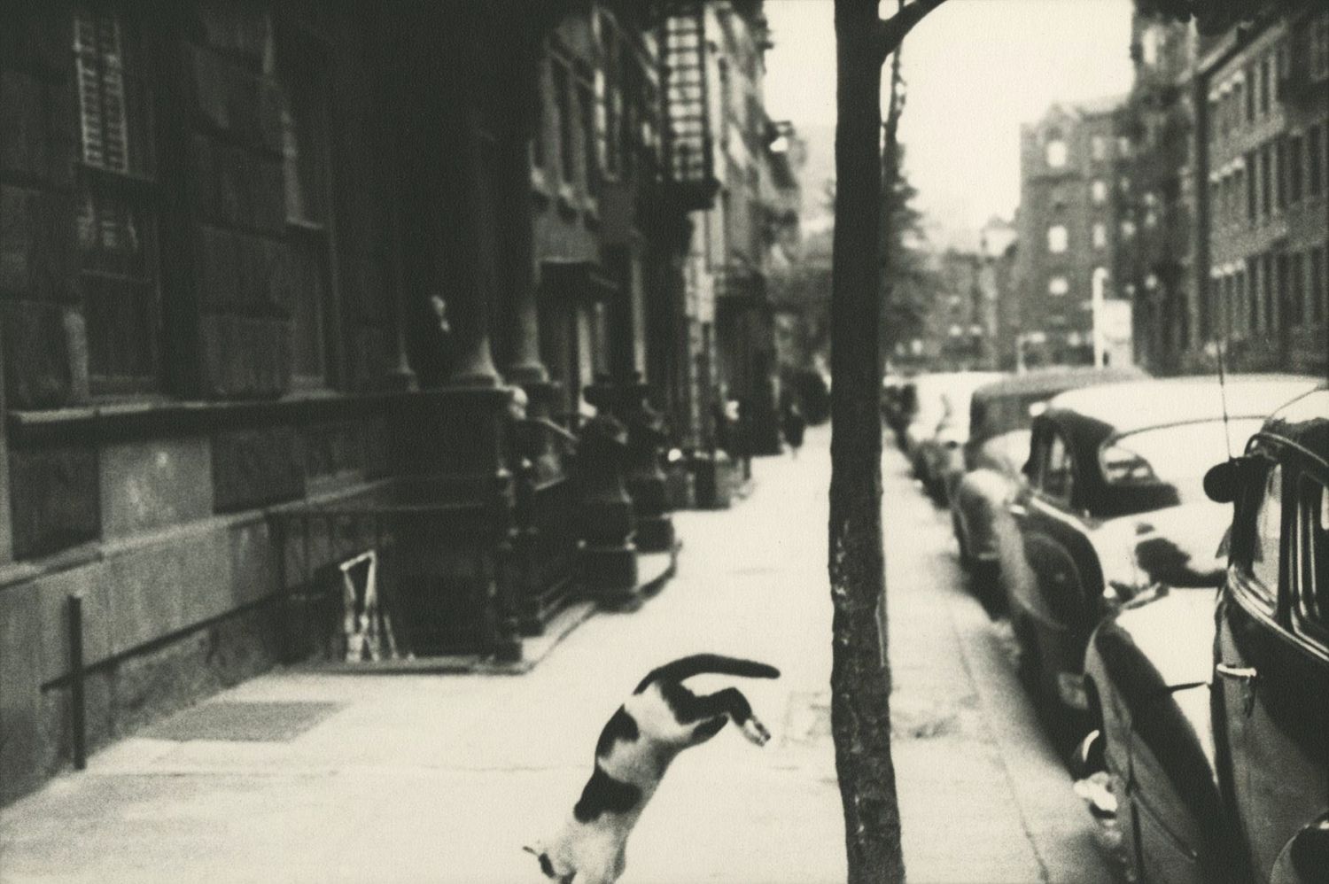 Saul Leiter, «Perry Street Cat», c.1949, © Saul Leiter Estate