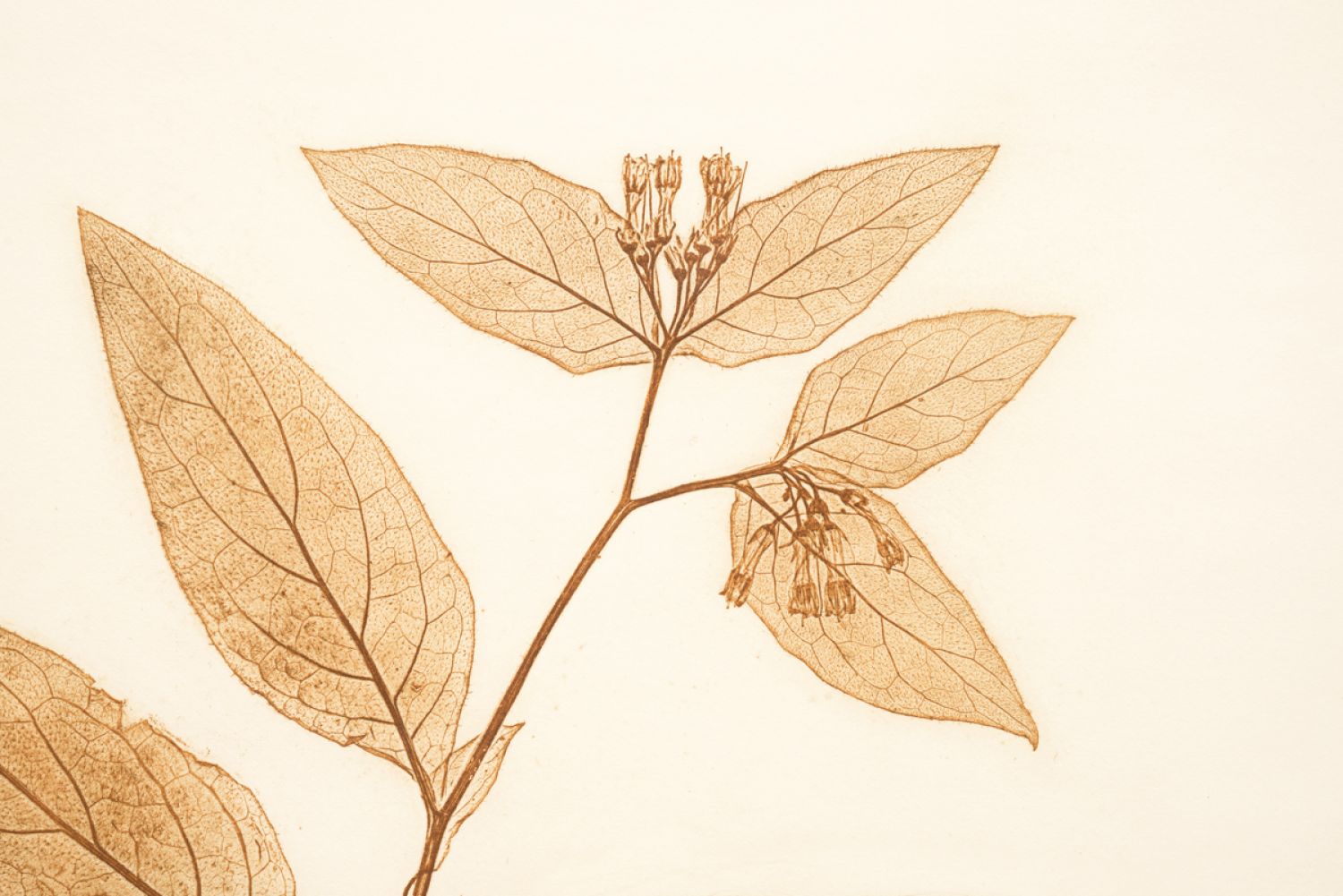 Família Borracha («Boraginaceae»), «Symphytum tuberosum» (consolida tuberosa), 2017. Impressão natural, 60 x 43,5 cm (detalhe)