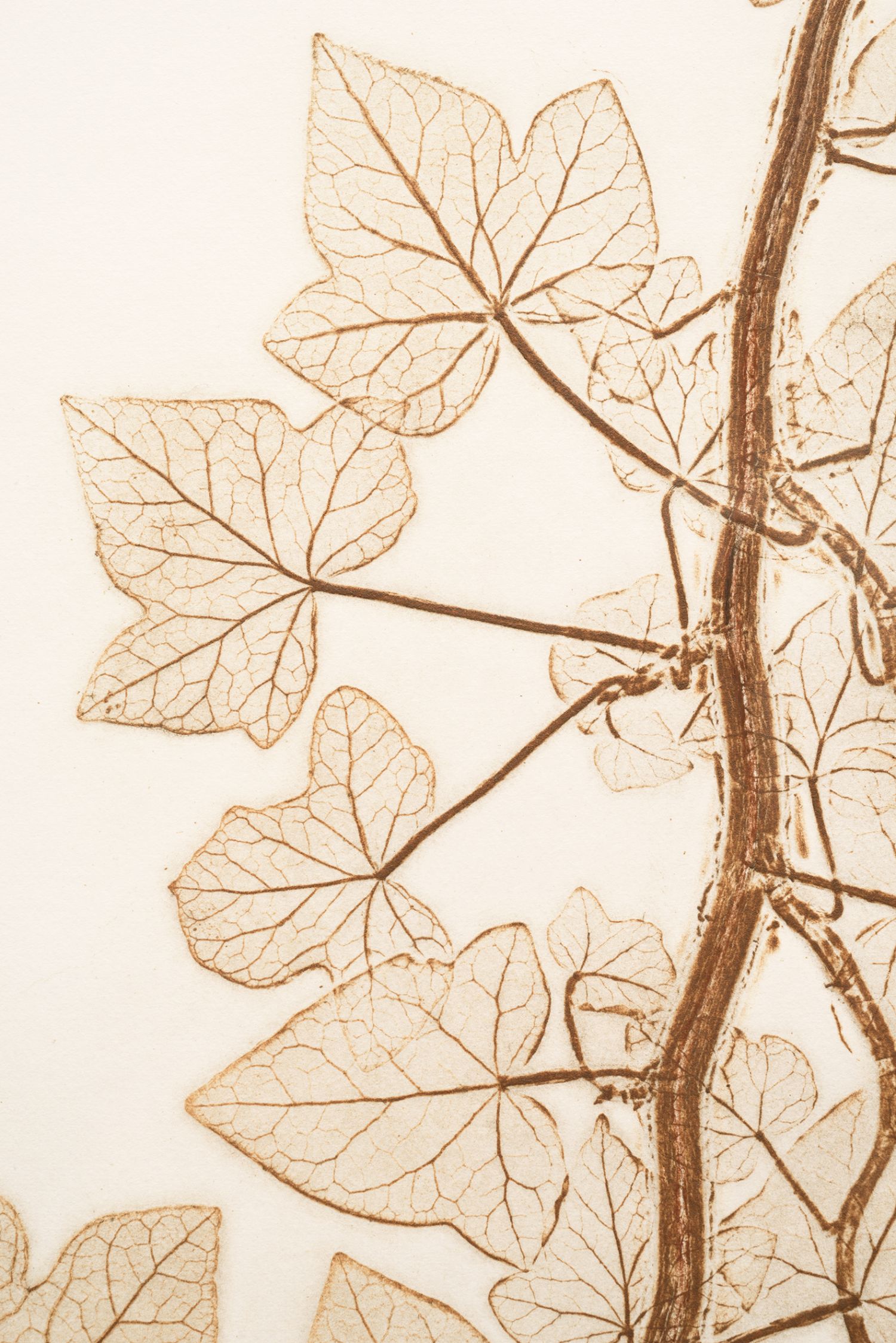 Família de Aralia («Araliaceae»), «Hedera hélice» (hera), 2017. Impressão natural, 60 x 43,5 cm (detalhe)