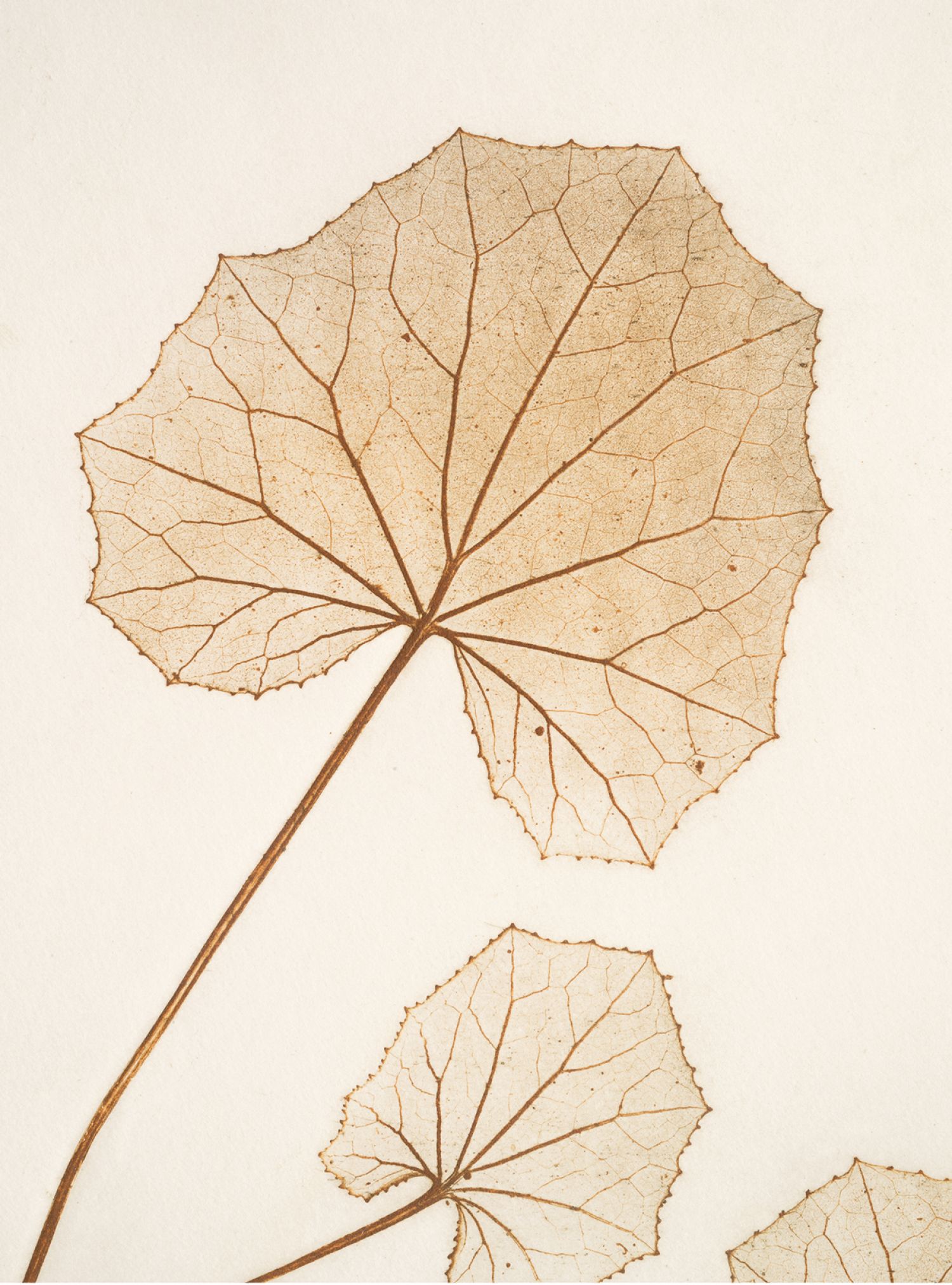 Família Margarida («Asteraceae»), «Petasites sp.» (butterbur/petasida), 2017. Impressão natural, 60 x 43,5 cm (detalhe)