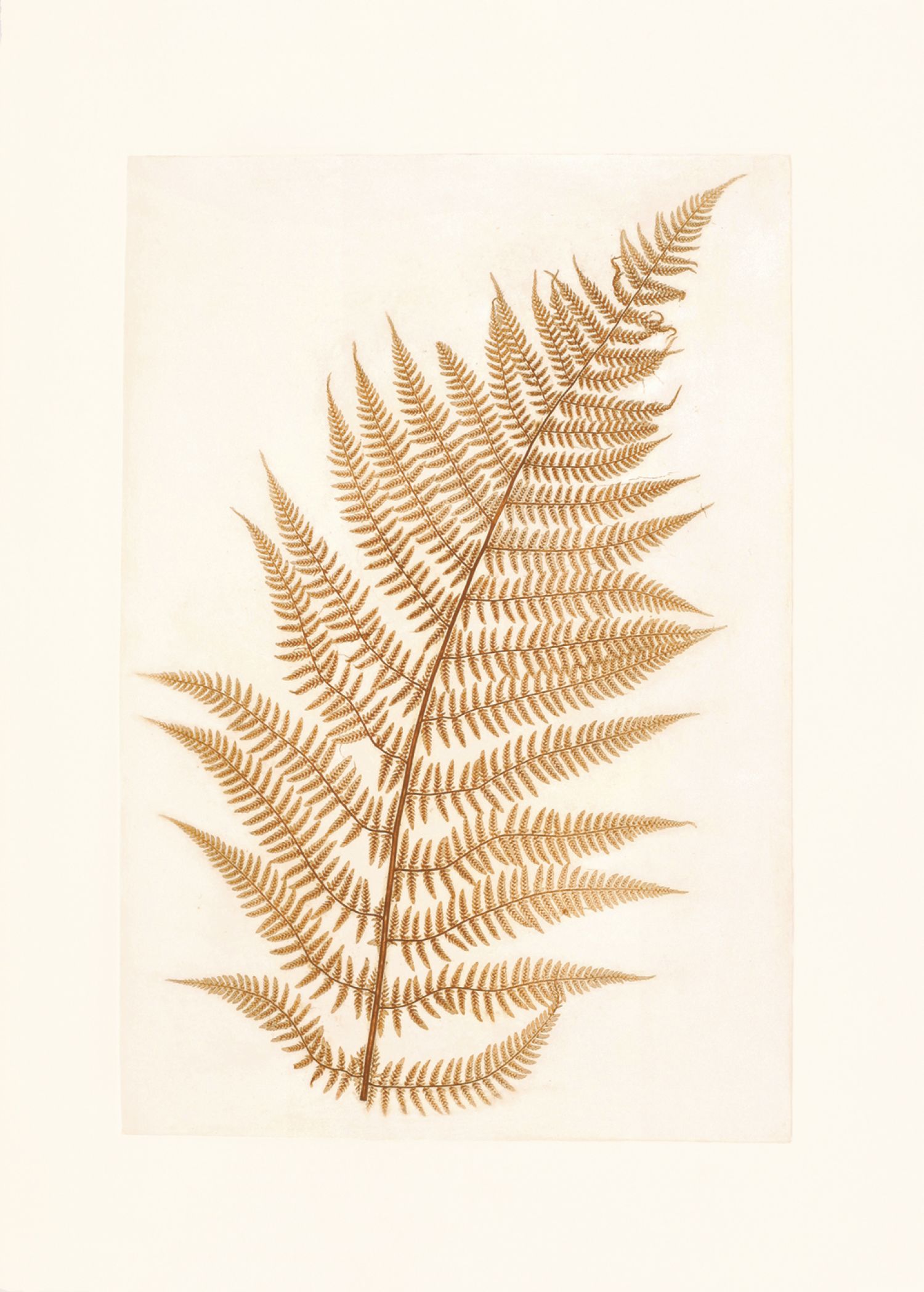 Família Feto («Pteridaceae»), provavelmente «Athyrium» (feto), 2017. Impressão natural, 60 x 43,5 cm