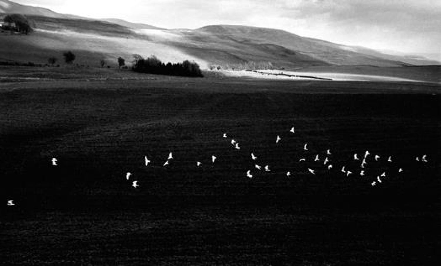 Bob Willoughby, «Scottish landscape with birds», 1957